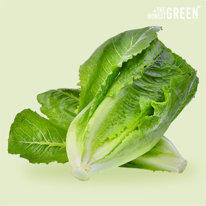 ผักกาดคอส  (Cos Lettuce)